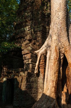 Ta Prohm bir tapınakta ağaçta