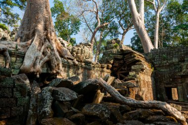 Ta Prohm bir tapınakta ağaçta