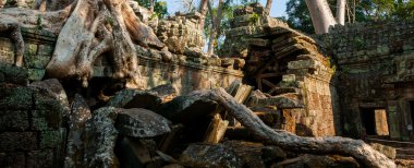 Ta Prohm bir tapınakta ağaçta
