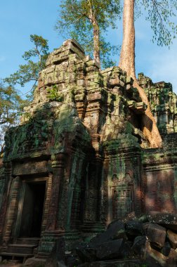 Ta Prohm bir tapınakta ağaçta