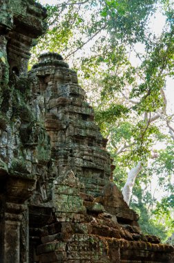 Tapınak Ta Prohm arkadaki dalları ile