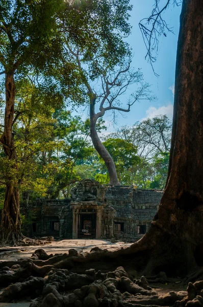 Tree in front of temple Ta Prohm — Stock Photo, Image