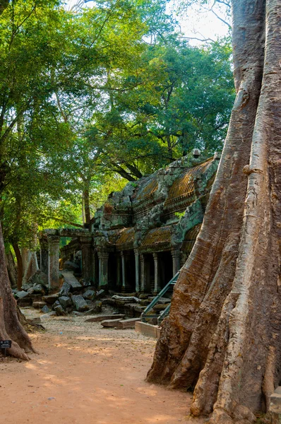 Tree in front of temple Ta Prohm — Stock Photo, Image