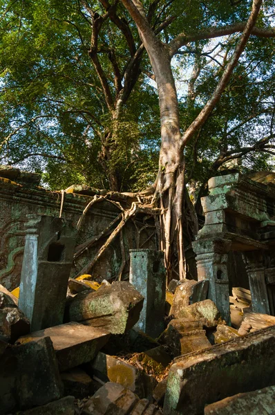 Tree on a wall at Ta Prohm temple — Stock Photo, Image