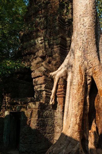 Träd på ett tempel vid Ta Prohm — Stockfoto
