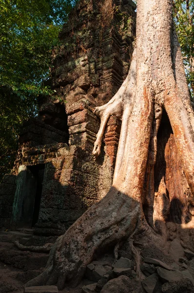 Árbol en un templo en Ta Prohm —  Fotos de Stock