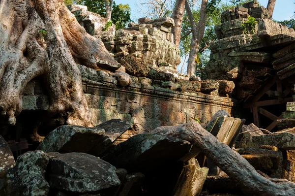 Träd på ett tempel vid Ta Prohm — Stockfoto