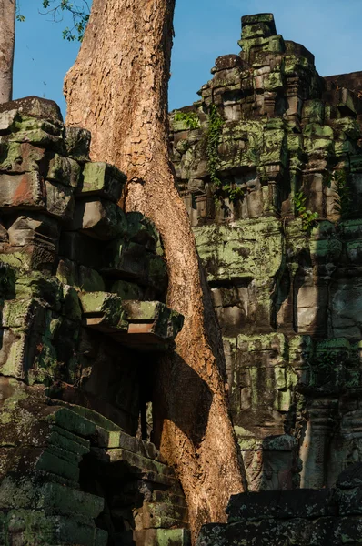 Boom op een tempel van Ta Prohm — Stockfoto