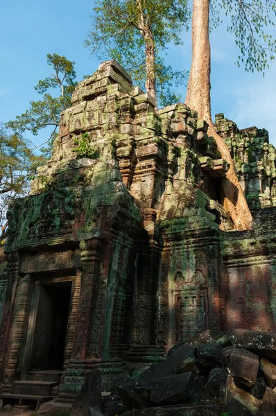 Boom op een tempel van Ta Prohm — Stockfoto