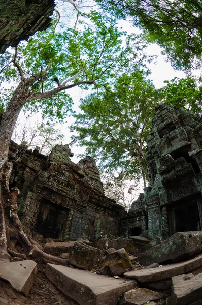 Tree and temple from below Ta Prohm — Stock Photo, Image