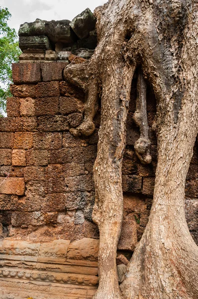 Wortels zittend op stenen muur op Ta Prohm — Stockfoto