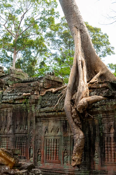 Árbol sentado en la pared de piedra en Angkor Wat —  Fotos de Stock