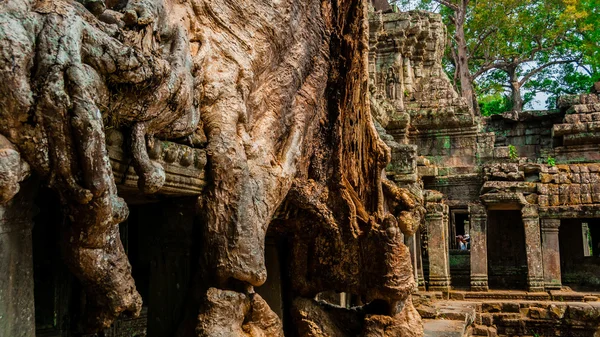 Boom zittend op stenen muur in Angkor Wat — Stockfoto