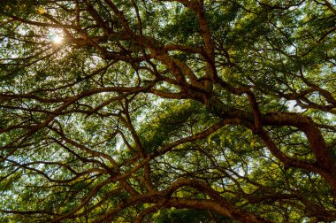 Büyük vahşi büyüyen ağaç