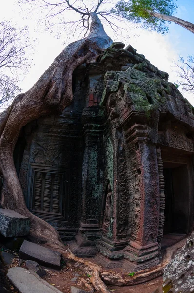 Boom met de wortels zittend op stenen tempel Ta Prohm — Stockfoto