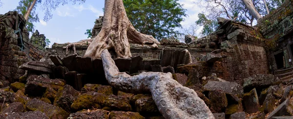 Träd med rötterna sitter på sten tempel Ta Prohm — Stockfoto