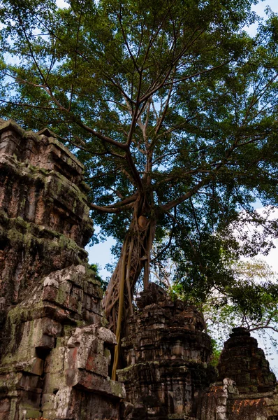 Träd på sten tempel Ta Prohm — Stockfoto