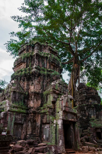 Árvore no templo de pedra Ta Prohm — Fotografia de Stock