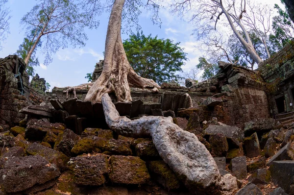Boom met de wortels zittend op stenen tempel Ta Prohm — Stockfoto