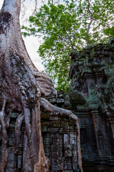 Boom met de wortels zittend op stenen tempel Ta Prohm — Stockfoto