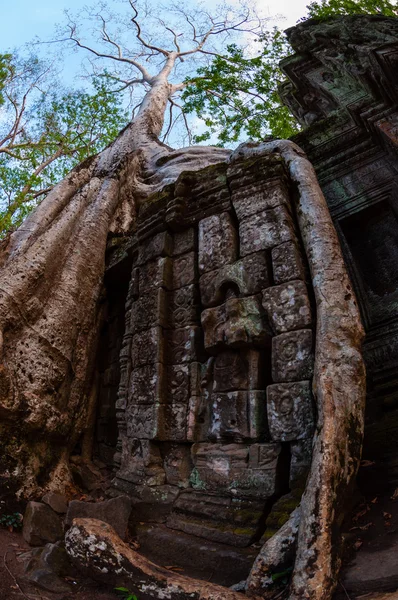 Tree with roots sitting on stone temple Ta Prohm — Stock Photo, Image