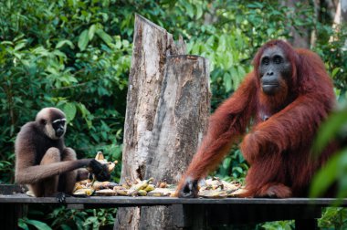 Gibbon ve birlikte yemek Orangutang oturma