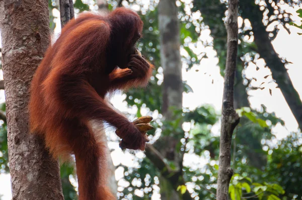 Orang Utan sitzt auf einem Baum im Dschungel — Stockfoto