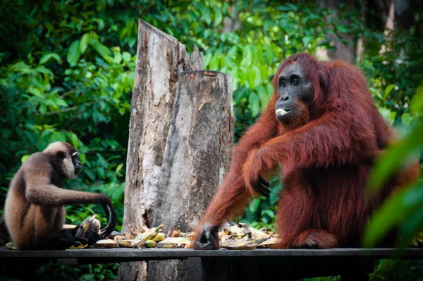 Gibbon y un Orangutang comiendo juntos — Foto de Stock