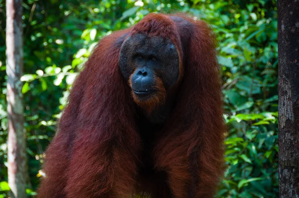 Orang Utan alpha mannelijke staande in Borneo, Indonesië — Stockfoto