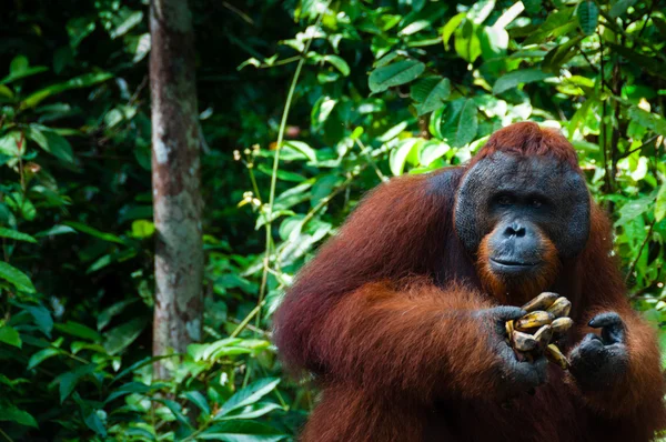 Orang Utan Alpha Männchen mit Banane in Borneo Indonesien — Stockfoto