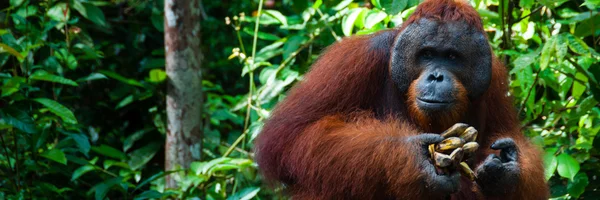 Orang Utan macho alfa com banana em Bornéu Indonésia — Fotografia de Stock