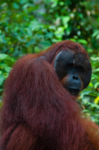 Orang-Utan-Alpha-Männchen steht in Borneo Indonesien — Stockfoto