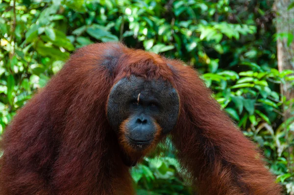 Orang Utan alfa erkek ayakta Borneo Endonezya — Stok fotoğraf