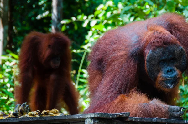 Dos Orang Utan comiendo en Borneo Indonesia — Foto de Stock