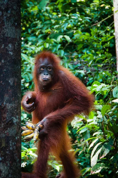 Orang Utan steht mit Banane in der Hand — Stockfoto