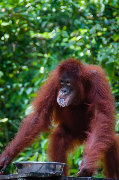 Оранг Утанг пьет из чаши в джунглях Борнео — стоковое фото