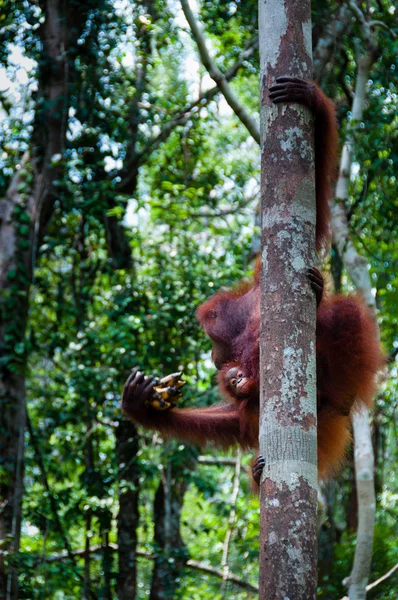 Orang Utan sentado em uma árvore na selva, Indonésia — Fotografia de Stock