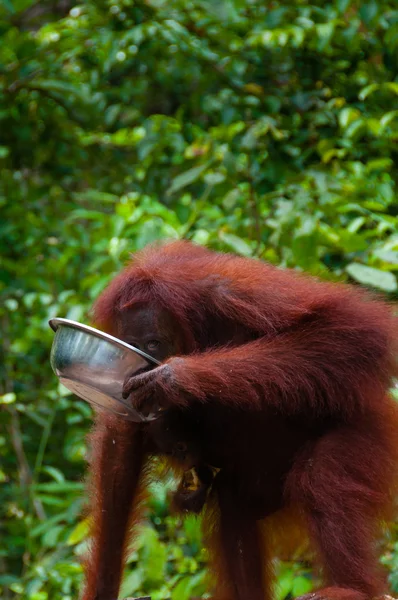 Orang Utan trinkt aus Schüssel im Dschungel von Borneo — Stockfoto