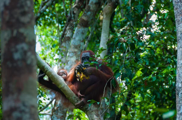 Orang-Utan-Mutter und Baby sitzen auf einem Baum im Dschungel, Indonesien — Stockfoto