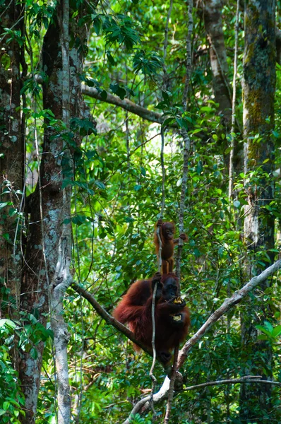 Orang-Utan-Mutter und Baby sitzen auf einem Baum im Dschungel, Indonesien — Stockfoto