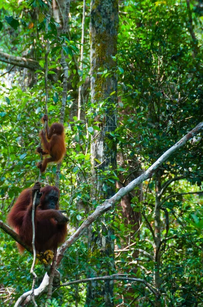 Madre Orang Utan y bebé sentado en un árbol en la selva, Indonesia — Foto de Stock