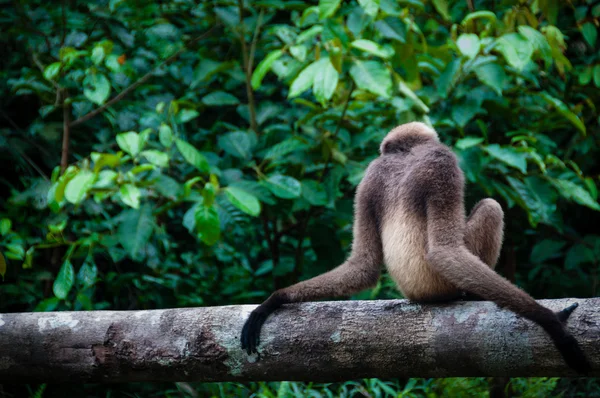 Gibbon sentado em uma árvore — Fotografia de Stock