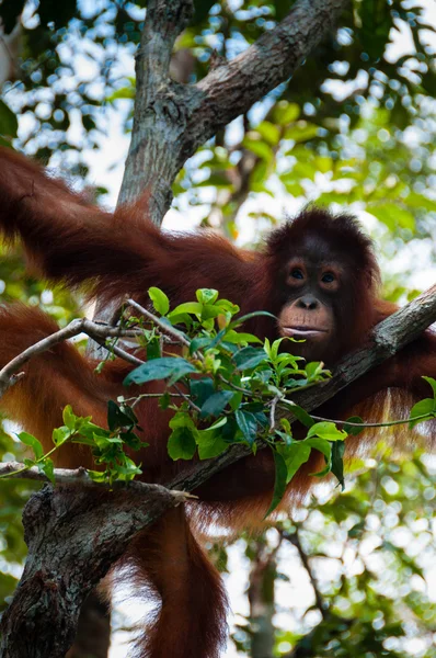 Оранг Утан сидит на дереве в джунглях, Индонезия — стоковое фото