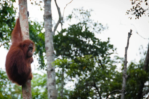 Orang Utan sitzt auf einem Baum im Dschungel, Indonesien — Stockfoto