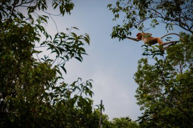 Havada bir ağaçtan atlama maymun
