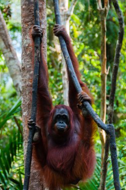 Ormanda, Endonezya bir ağaç üzerinde asılı orang Utan