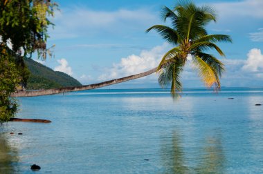 Raja Ampat bir plajda mavi okyanus üzerinde yatay asılı düşmüş Hindistan cevizi ağacı
