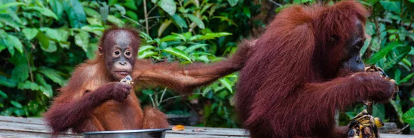 Bebê Orang Utan sentado em uma tigela e sua mãe, Indonésia — Fotografia de Stock