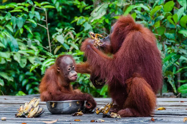 Orang-Utan-Baby sitzt mit seiner Mutter in einer Schüssel, Indonesien — Stockfoto