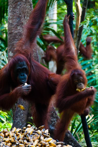 Três Orang Utan pendurado em uma árvore na selva, Indonésia — Fotografia de Stock